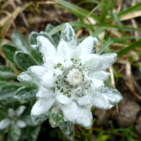 Edelweiss -Leontopodium alpinum-
