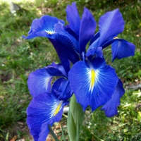 Liri -Iris latifolia-